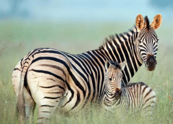 Por que zebras não servem para montar assim como fazemos com cavalos?