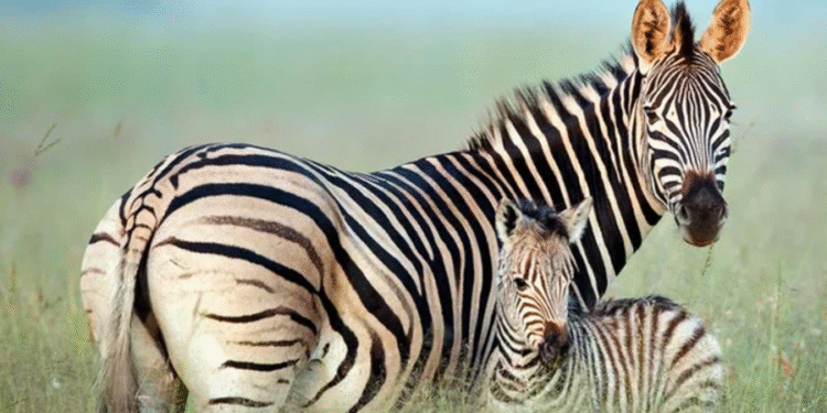 Por que zebras não servem para montar assim como fazemos com cavalos?