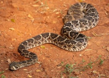 6 maiores cobras que turistas podem encontrar no Mato Grosso do Sul
