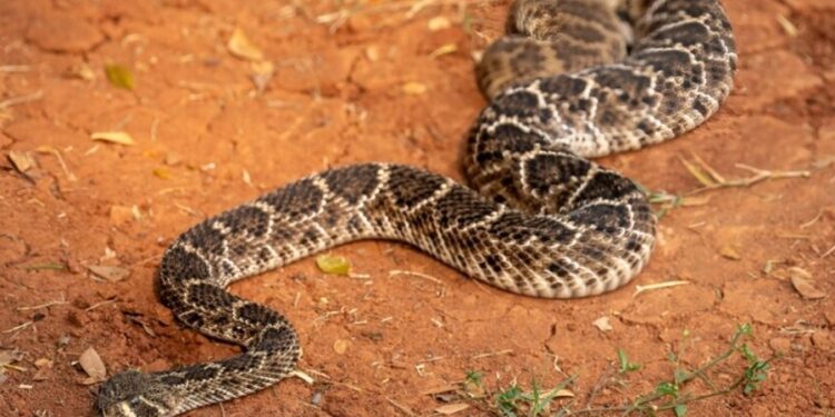 6 maiores cobras que turistas podem encontrar no Mato Grosso do Sul