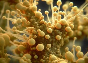 Superfungo que sobrevive a antibióticos ataca humanos causando tontura e calafrios