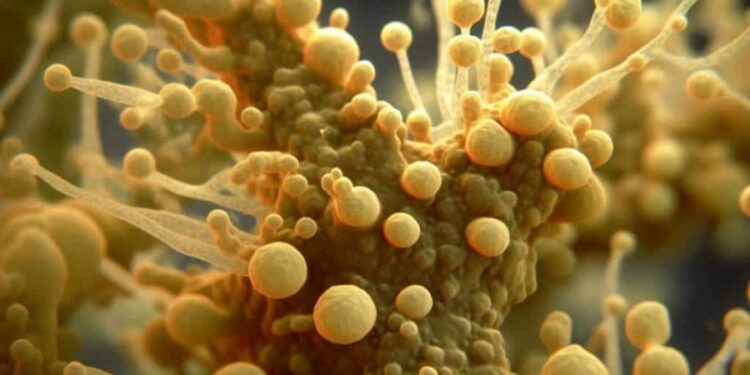 Superfungo que sobrevive a antibióticos ataca humanos causando tontura e calafrios