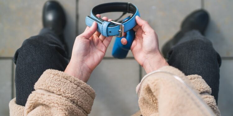 Nova raça de cachorro do Brasil é reconhecida no exterior e sua história passa por Mato Grosso do Sul