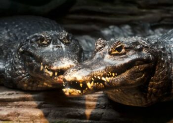Mato Grosso do Sul tem a maior fazenda de jacarés do planeta com 60 mil animais