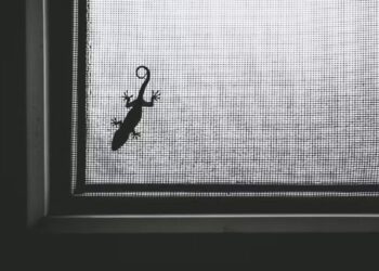 O que significa quando muitas lagartixas aparecem dentro de casa