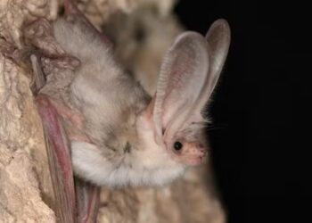 Animal extinto há mais de 50 anos é reencontrado vivendo discretamente em uma caverna