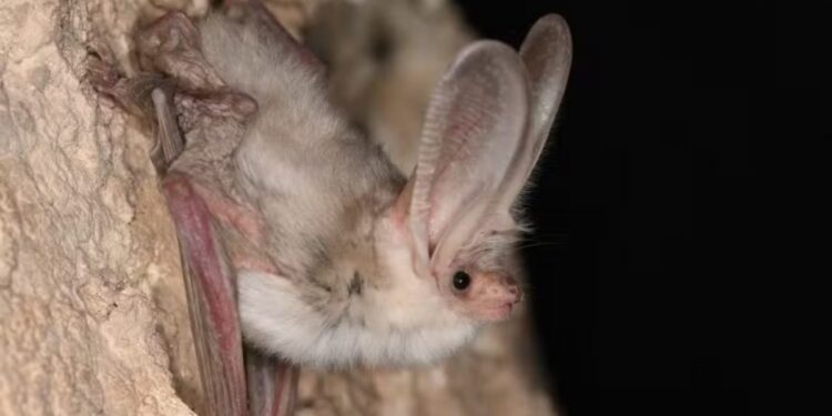 Animal extinto há mais de 50 anos é reencontrado vivendo discretamente em uma caverna