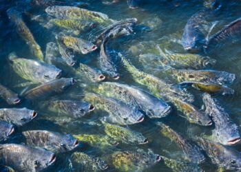 Espécie de peixe que existe há 150 milhões de anos pode entrar em extinção