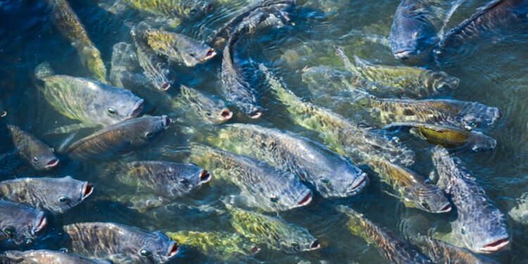 Espécie de peixe que existe há 150 milhões de anos pode entrar em extinção