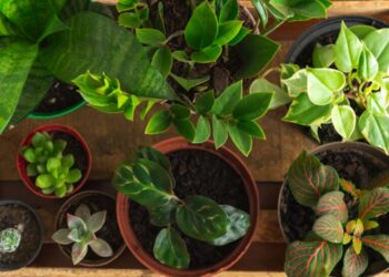 Melhores frutas para cultivar em apartamento e ter resultados de quem planta no jardim