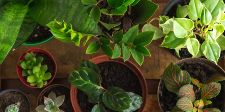 Melhores frutas para cultivar em apartamento e ter resultados de quem planta no jardim