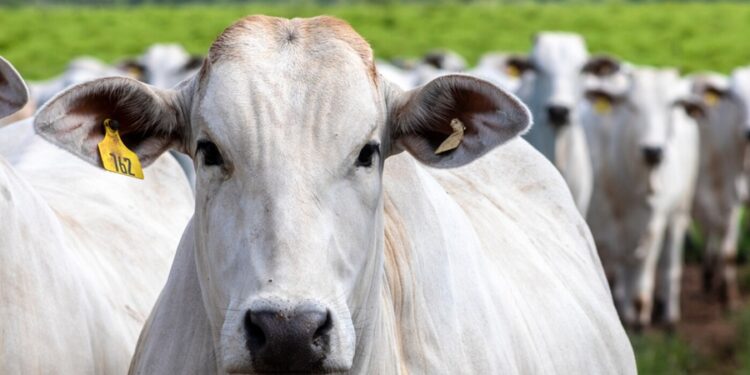 Esqueça carne e leite: “Ouro bovino”  é a nova forma de ganhar dinheiro com gado