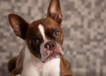 Especialistas em comportamento revelam se cães também sentem ciúmes