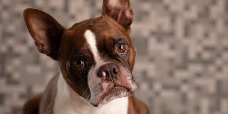 Especialistas em comportamento revelam se cães também sentem ciúmes