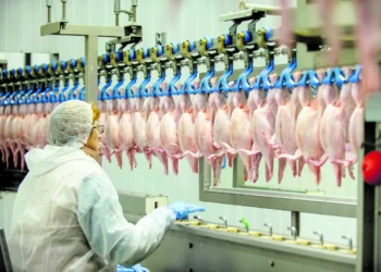 Frigorífico brasileiro tem poucos dias para abater 7,5 milhões de aves até suspensão da atividade