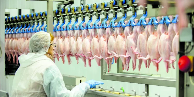 Frigorífico brasileiro tem poucos dias para abater 7,5 milhões de aves até suspensão da atividade