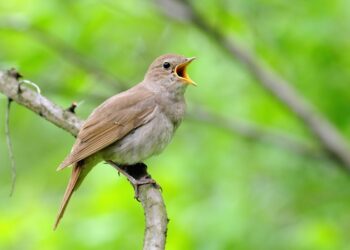Saiba qual é o seu pássaro conforme a data de nascimento