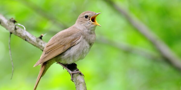 Saiba qual é o seu pássaro conforme a data de nascimento