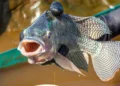 Notícia sobre a proibição da tilápia no Brasil pega pescadores desprevenidos