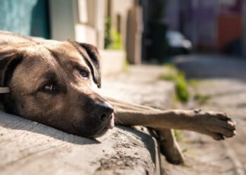 Número de cães e gatos abandonados no Brasil vai te surpreender