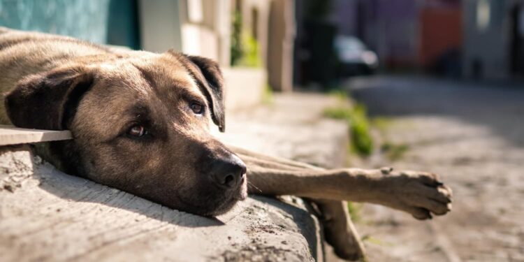 Número de cães e gatos abandonados no Brasil vai te surpreender