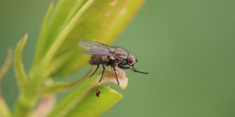 Praga altamente perigosa coloca 3 cidades brasileiras em quarentena e outros 49 municípios sob vigilância