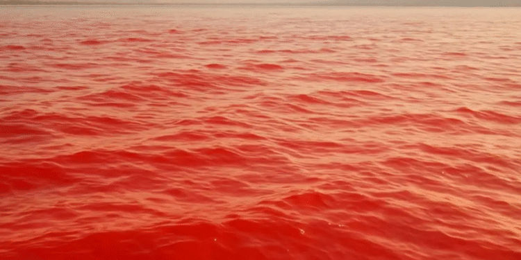 Estado brasileiro que hoje fica longe da praia já teve mar vermelho