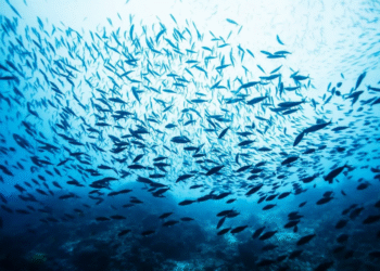 Peixe invasor no litoral brasileiro vira um perigo real para a população