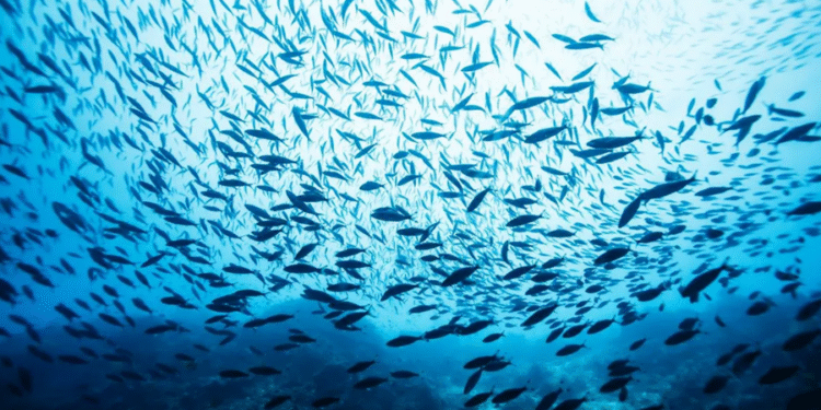 Peixe invasor no litoral brasileiro vira um perigo real para a população