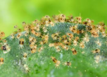 Alerta: Praga de alto risco e grande poder de destruição é detectada no Brasil