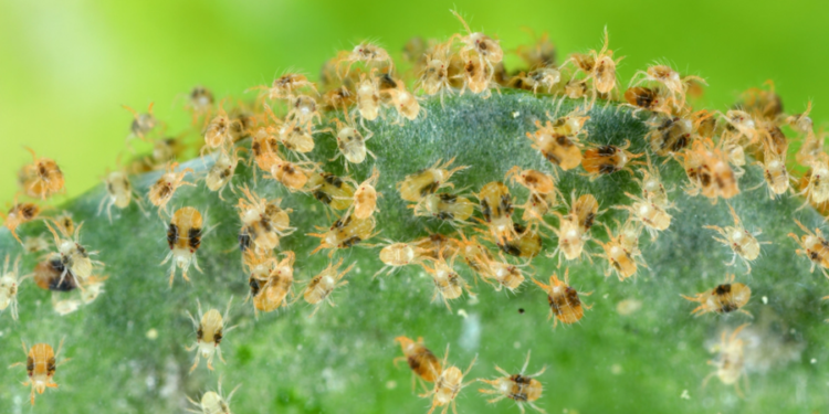 Alerta: Praga de alto risco e grande poder de destruição é detectada no Brasil