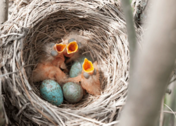 Ave sumida há décadas finalmente voltou a ganhar registro fotográfico em cidade catarinense