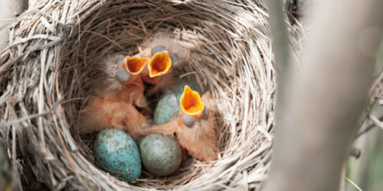 Ave sumida há décadas finalmente voltou a ganhar registro fotográfico em cidade catarinense