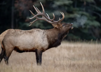 Renas comem até 9 quilos de vegetação por dia: Veja os alimentos favoritos do animal