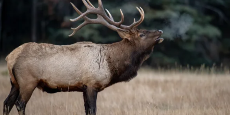Renas comem até 9 quilos de vegetação por dia: Veja os alimentos favoritos do animal