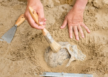 Mini humanos? Descoberta de pequenos fósseis pode indicar uma nova espécie ancestral