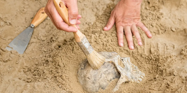 Mini humanos? Descoberta de pequenos fósseis pode indicar uma nova espécie ancestral