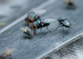Cientistas estão trabalhando dia e noite para evitar infestação descontrolada de mosca carnívora
