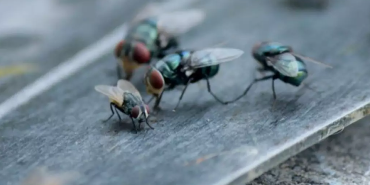 Cientistas estão trabalhando dia e noite para evitar infestação descontrolada de mosca carnívora