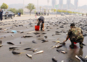 Cidades brasileiras estão sendo surpreendidas por chuva de peixes durante tempestades