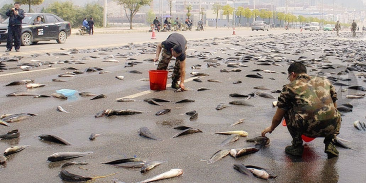 Cidades brasileiras estão sendo surpreendidas por chuva de peixes durante tempestades
