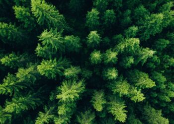 Cientistas encontram árvore mineradora de ouro muito comum no Brasil