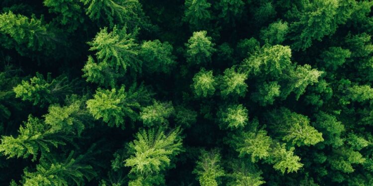 Cientistas encontram árvore mineradora de ouro muito comum no Brasil