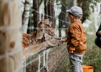 Novo parque com mais de 200 espécies animais poderá ser visitado a partir de 2026 em São Paulo