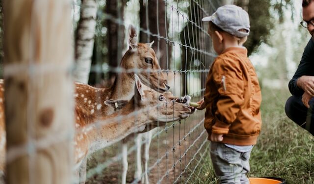 Novo parque com mais de 200 espécies animais poderá ser visitado a partir de 2026 em São Paulo