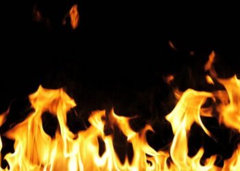 Animal mais resistente do mundo poderia viver facilmente no espaço e ainda suporta fogo