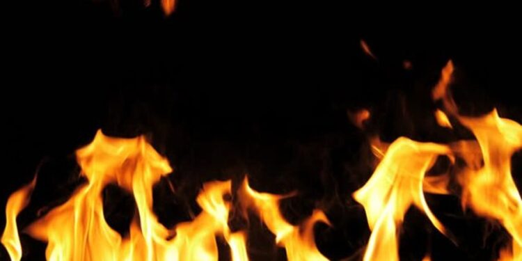 Animal mais resistente do mundo poderia viver facilmente no espaço e ainda suporta fogo