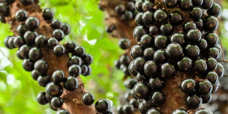 Maior fazenda de jabuticabas do mundo impressiona pelo número de árvores e fica no Brasil