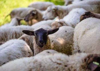 Pior seleção do ranking da FIFA tem 5 vezes mais ovelhas que pessoas e vai disputar a Copa do Mundo de 2026