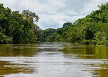 Argentina registrou o retorno do maior predador aquático da América do Sul após 40 anos